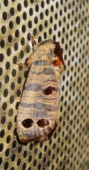 Biocellata