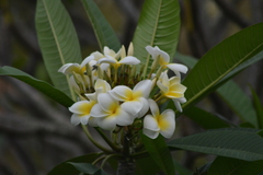 Plumeria rubra