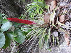 Tillandsia compressa