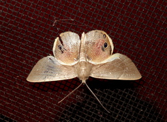 Opisthoxia