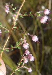 Erica grata