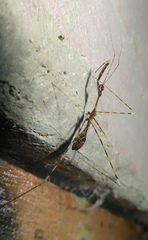 Polauchenia marcapata