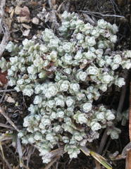 Helichrysum saxicola