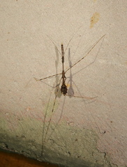 Polauchenia marcapata