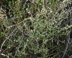 Erica grata