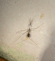 Polauchenia marcapata