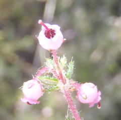 Erica grata