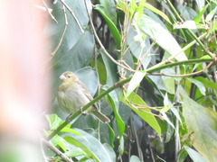 Sporophila frontalis