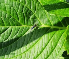 Auplopus architectus