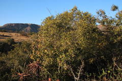 Olea capensis enervis