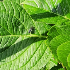 Auplopus architectus