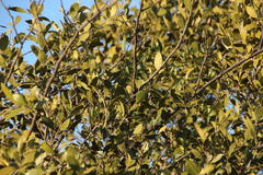 Olea capensis enervis