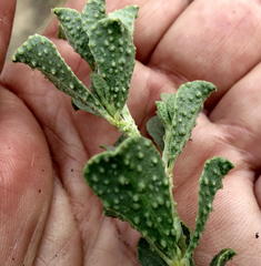 Psoralea velutina