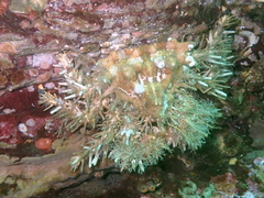 Phyllolithodes papillosus image
