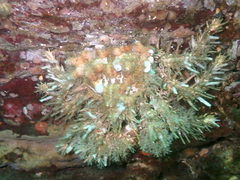 Phyllolithodes papillosus