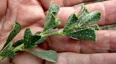 Psoralea velutina