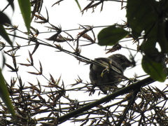 Sporophila frontalis