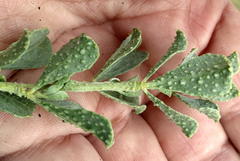 Psoralea velutina