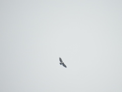 Spizaetus melanoleucus