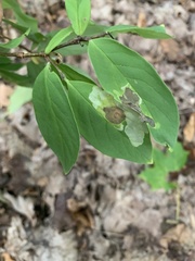 Leucanthiza dircella