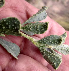 Psoralea velutina