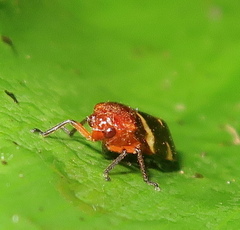 Sphenorhina