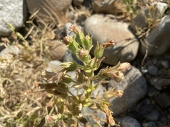 Erythranthe cardinalis