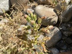 Erythranthe cardinalis