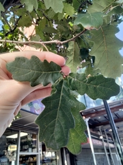 Quercus bicolor