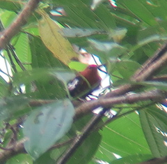 Machaeropterus deliciosus