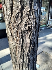 Quercus bicolor