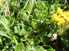 Tetragonia herbacea