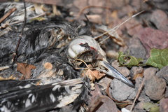 Dendrocopos major