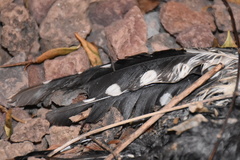Dendrocopos major