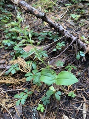Neottia banksiana