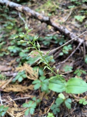 Neottia banksiana
