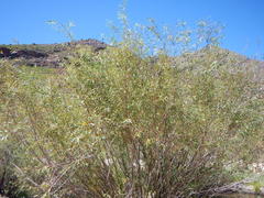 Salix mucronata mucronata