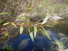 Salix mucronata mucronata