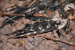 Dendrocopos major