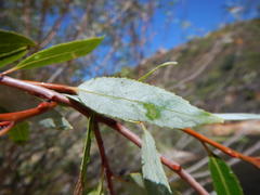 Salix mucronata mucronata