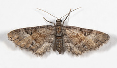 Eupithecia anticaria