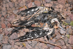 Dendrocopos major