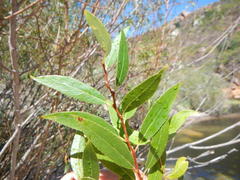 Salix mucronata mucronata