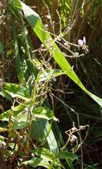 Aneilema dregeanum