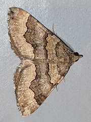 Scotopteryx coelinaria