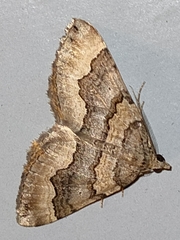 Scotopteryx coelinaria