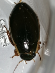 Dytiscus dimidiatus