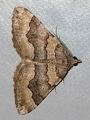 Scotopteryx coelinaria