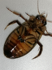 Dytiscus dimidiatus
