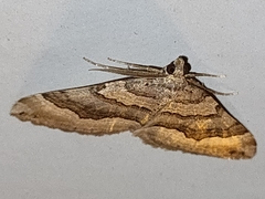Scotopteryx coelinaria